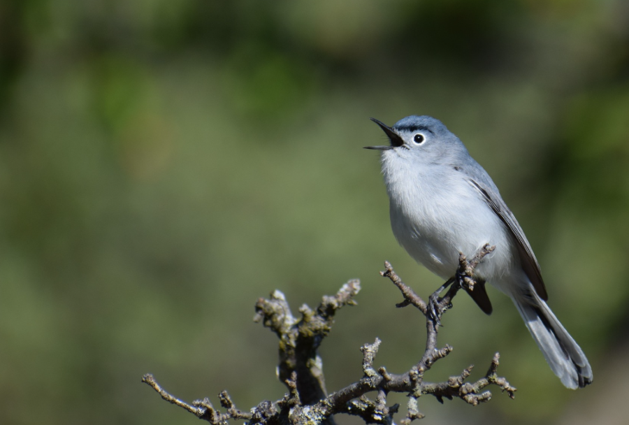 A gnat catcher bird perched on tree limb
